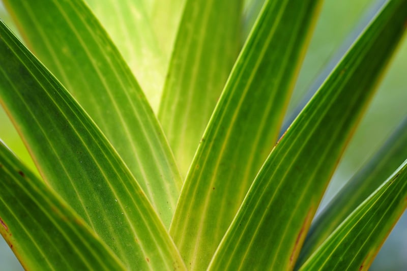 Plants Underground Network